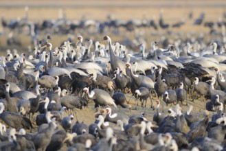 White-naped Crane (Antigone vipio), Arasaki, Japan