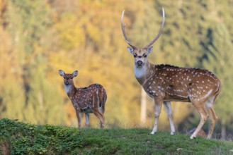 An Axis deer stag (Axis axis) and a young hind stand in a green meadow. A forest can be seen in the