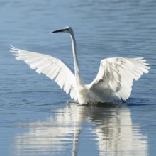 Great White Egret (Ardea alba) standing with open wings in the shallow water zone of a lake, blue