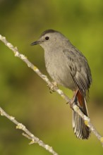 Grey Catbird (Dumetella carolinensis), Manitoba, Canada