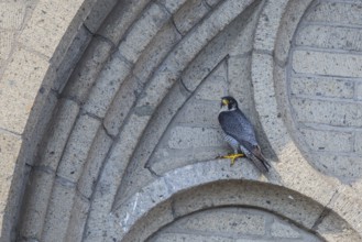 Peregrine Falcon (Falco peregrinus) perched on church masonry, North Rhine-Westfalia, Germany