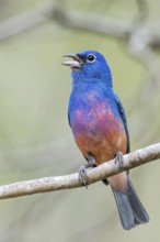 Rose-bellied Bunting (Passerina rositae) perched on a branch in Oaxaca, Mexico