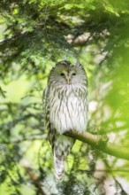 Ural owl (Strix uralensis) sitting on a branch, Bavaria, Germany