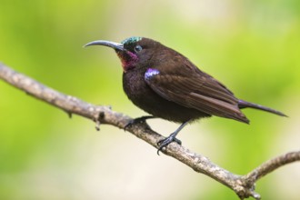 Amethyst Sunbird, (Chalcomitra amethystina), (Nectarinia amethystina), animals, birds, perch,