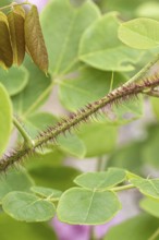 Bristly Robinia (Robinia hispida 'Macrophylla'), Cambridge Botanical Garden, 222
