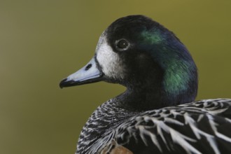 Chiloe Wigeon (Mareca sibilatrix), Florida, USA