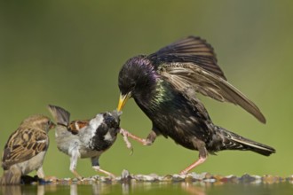 Common Starling & House Sparrow (Sturnus vulgaris & Passer domesticus), Rhineland-Palatinate,