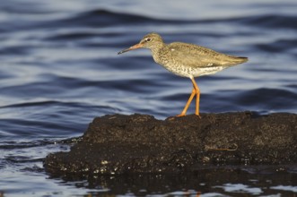 Common Redshank (Tringa totanus), Lower Saxony, Germany