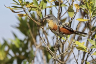 Red-rumped Warbling-Finch (Poospiza lateralis) perched on a branch in the Atlantic rainforest of