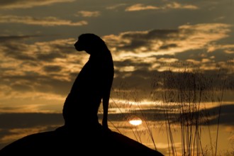 Cheetah (Acinonyx jubatus) captive, female in sunset, Castile-La Mancha, Spain