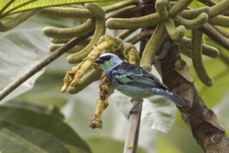 Masked Tanager (Tangara nigrocincta)