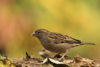 House Sparrow (Passer domesticus) female, Lower Saxony, Germany