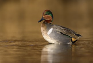 Green-winged Teal (Anas carolinensis) male, British Columbia, Canada
