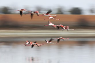A flock of pink flamingos gracefully flies over a serene body of water, their reflections visible
