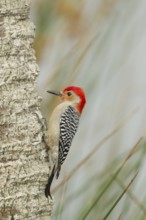 Red-bellied Woodpecker (Melanerpes carolinus) male climbing up tree, Florida, USA