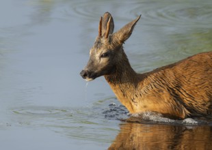 Roe deer (Capreolus capreolus), young roebuck standing in the shallow water zone of a lake,