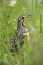 Yellow-throated Longclaw (Macronyx croceus), Uganda