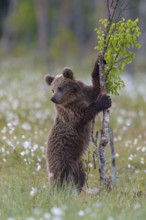 Eurasian Brown Bear (Ursus arctos) cub standing at young tree in white cottongrass, Finland