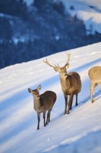 Red deer (Cervus elaphus) stag with hind on a snowy meadow in the mountains in tirol, Kitzbühel,