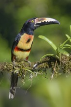 Collared Aracari (Pteroglossus torquatus) - at Laguna Lagarto Lodge near Boca Tapada, Costa Rica
