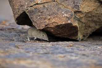 Short-eared Trunked Shrew (Macroscelides probosideus), Short-eared Elephant Shrew, Short-eared