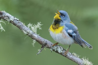 Northern Parula (Setophaga americana) perched on a branch in Ontario, Canada
