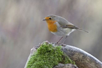 European Robin (Erithacus rubecula), Saxony-Anhalt, Germany