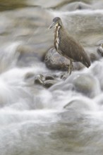 Fasciated Tiger Heron (Tigrisoma fasciatum), Costa Rica