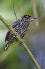 White-barred Piculet (Picumnus cirratus) perched on a branch in the Atlantic rainforest of