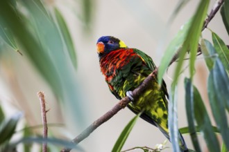 Parrot, colorful, all-color lory, Trichoglossus haematodus