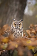 Long-eared Owl (Asio otus) captive, Baden-Wuerttemberg, Germany