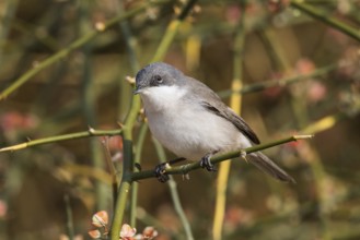 Lesser Whitethroat (Sylvia curruca) perched on a twig, Eilat, Israel