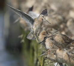 Short-billed Dowitcher (Limnodromus griseus), Washington, USA