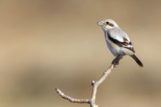 Animals, birds, shrike, great grey shrike, great grey shrike, (Lanius meridionalis), animals,