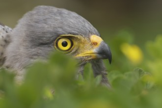 Roadside Hawk (Rupornis magnirostris), Manabi, Ecuador