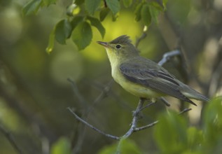 Icterine Warbler (Hippolais icterina), Mecklenburg-Western Pomerania, Germany