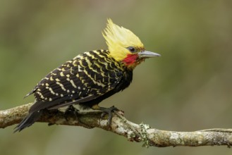 Blond-crested Woodpecker (Celeus flavescens) perched on a branch in the Atlantic Rainforest Region