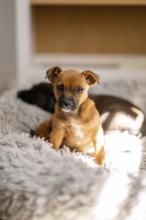A cute puppy with a tan coat sits on a fluffy gray blanket, basking in soft natural light at home.