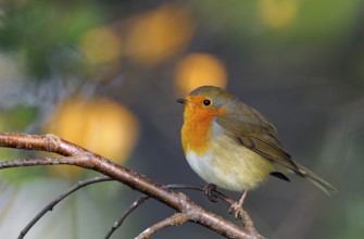 Rotkehlchen (Erithacus rubecula), Robin, Altvogel, Oktober, NSG Dingdener Heide,