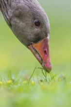 Greylag Goose (Anser anser) foraging, Lower Saxony, Germany