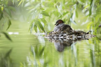 Little Grebe (Tachybaptus ruficollis) on nest, Hesse, Germany