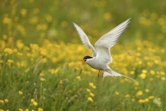 Arctic Tern (Sterna paradisaea) calling while flying over flowering meadow, Iceland