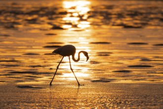 Pink flamingo (Phoenicopterus roseus) against the light, sunset, lagoon at Walfish Bay, Erongo,