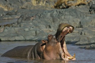 Hippopotamus (Hippopotamus amphibius) threat yawning, Serengeti National Park, Tanzania
