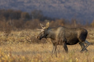 A young moose bull (Alces alces) follows a moose cow with calf, moose rut, rutting season, autumn,