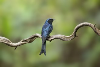 Bronzed Drongo (Dicrurus aeneus) perched on a branch, Yunnan, China