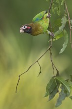 Brown-hooded Parrot (Pyrilia haematotis), Costa Rica