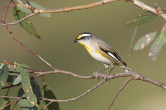 Striated Pardalote (Pardalotus striatus substriatus), Victoria, Australia