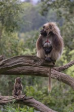 Portrait of an adult male Gelada (Theropithecus gelada), or bleeding-heart monkey, resting on a log