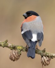 Eurasian Bullfinch (Pyrrhula pyrrhula) male perched on a branch, Lower Saxony, Germany
